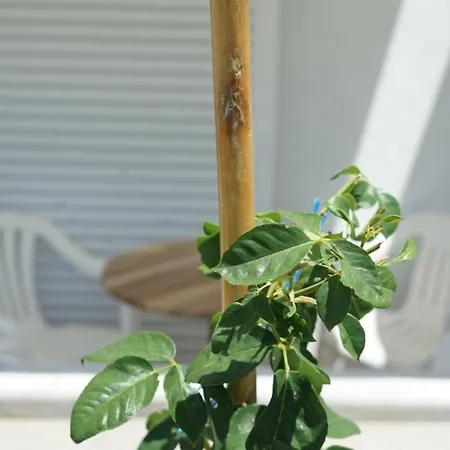 Szálloda Mare Monti Szárti